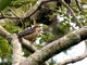 Black-cheeked Woodpecker (Melanerpes pucherani)