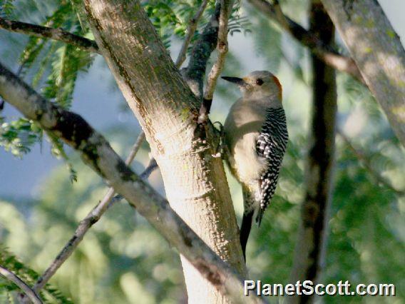 Golden-fronted Woodpecker (Melanerpes aurifrons)