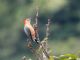 Golden-fronted Woodpecker (Melanerpes aurifrons) dubius ssp.