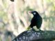 Montezuma Oropendola (Gymnostinops montezuma) 