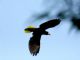 Montezuma Oropendola (Gymnostinops montezuma) In Flight