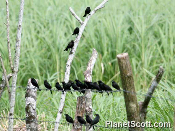 Bronzed Cowbird (Molothrus aeneus)