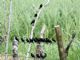 Bronzed Cowbird (Molothrus aeneus) 