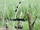 Bronzed Cowbird (Molothrus aeneus)