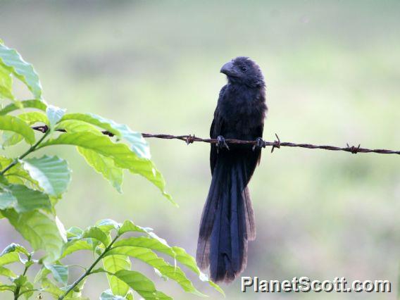 Groove-billed Ani (Crotophaga sulcirostris)