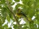 Northern Parula (Parula americana) 