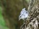 Black-and-white Warbler (Mniotilta varia) 