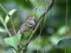 White-eyed Vireo (Vireo griseus) 