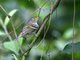 White-eyed Vireo (Vireo griseus)