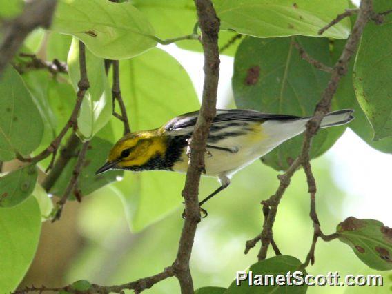 Black-throated Green Warbler (Setophaga virens)