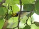 Black-throated Green Warbler (Dendroica virens)