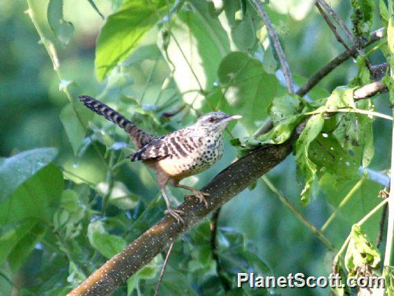 Band-backed Wren (Campylorhynchus zonatus)