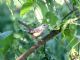 Band-backed Wren (Campylorhynchus zonatus) 