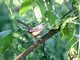 Band-backed Wren (Campylorhynchus zonatus)