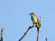 Dusky-capped Flycatcher (Myiarchus tuberculifer) 