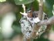 Green-breasted Mango (Anthracothorax prevostii) Nest