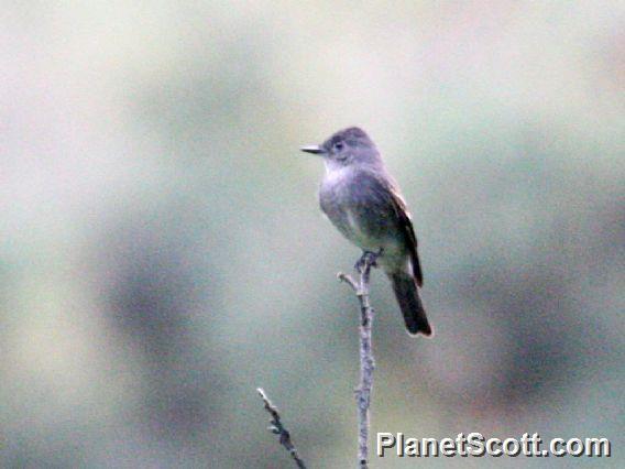 Northern Tropical Pewee (Contopus bogotensis)