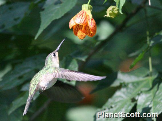 Wedge-tailed Sabrewing (Pampa curvipennis)