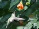 Wedge-tailed Sabrewing (Campylopterus curvipennis) Female