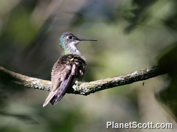 Azure-crowned Hummingbird (Saucerottia cyanocephala)