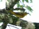 Summer Tanager (Piranga rubra) Female