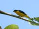 Yellow-throated Euphonia (Euphonia hirundinacea) 