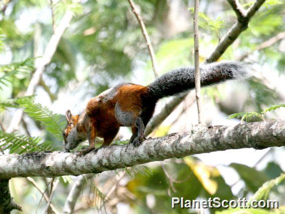 Red-bellied Squirrel (Sciurus aureogaster) - PlanetScott.com