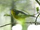 Golden-crowned Warbler (Basileuterus culicivorus)