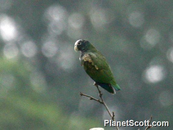 White-crowned Parrot (Pionus senilis)