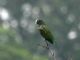 White-crowned Parrot (Pionus senilis) 