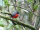 Slate-throated Redstart (Myioborus miniatus) miniatus ssp.