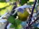 Nashville Warbler (Vermivora ruficapilla) 