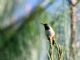 Bumblebee Hummingbird (Atthis heloisa) 