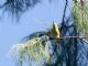 Olive Warbler (Peucedramus taeniatus) Female