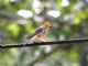 Eastern Bluebird (Sialia sialis) Female 