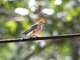 Eastern Bluebird (Sialia sialis) Female