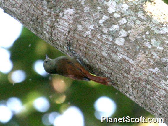 Olivaceous Woodcreeper (Sittasomus griseicapillus)