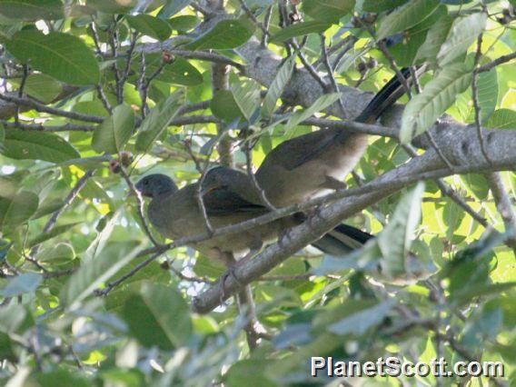 Plain Chachalaca (Ortalis vetula)