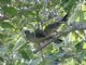 Plain Chachalaca (Ortalis vetula) 