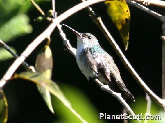 White-bellied Emerald (Chlorestes candida)