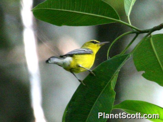 Blue-winged Warbler (Vermivora cyanoptera)