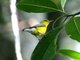 Blue-winged Warbler (Vermivora pinus)