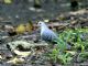 Blue Ground-Dove (Claravis pretiosa) 