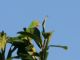 Olive-throated Parakeet (Eupsittula nana) 