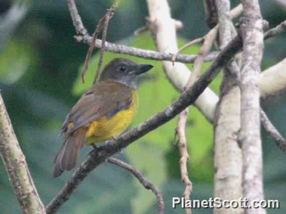 Black-throated Shrike-Tanager (Lanio aurantius)