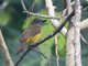 Black-throated Shrike-Tanager (Lanio aurantius)
