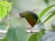 Olive-backed Euphonia (Euphonia gouldi) 