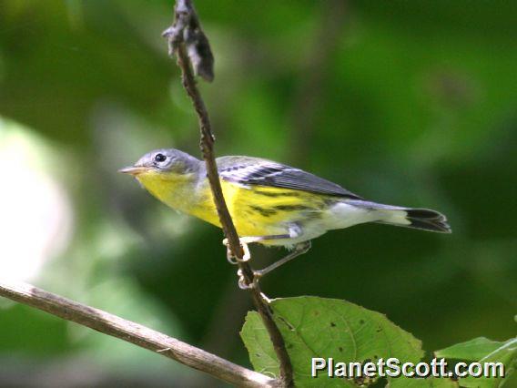 Magnolia Warbler (Setophaga magnolia)