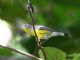 Magnolia Warbler (Dendroica magnolia) 1st Winter