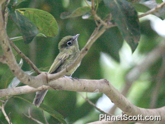 Eye-ringed Flatbill (Rhynchocyclus brevirostris)